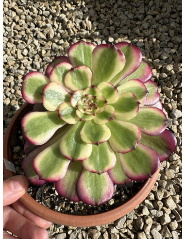 Aeonium Meya 16cm