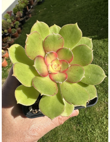 Aeonium Athena 12cm