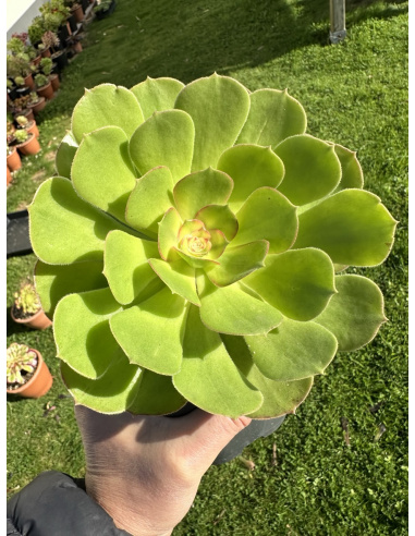 Aeonium Athena 19cm + 5 Rejets