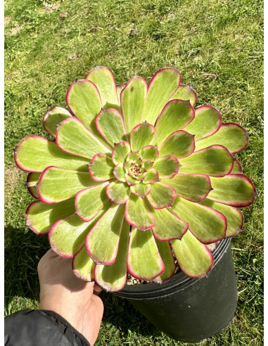 Aeonium Snow girl 20cm