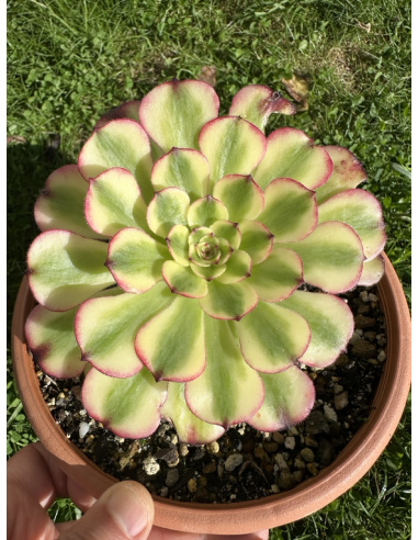 Aeonium Meya 13cm