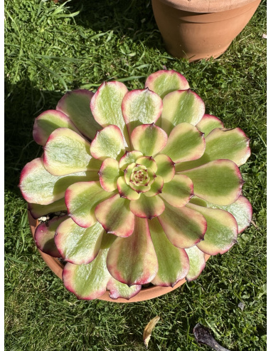 Aeonium Meya 16cm