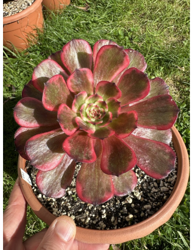 Aeonium Evening Glow / Fire cloud / Burning Cloud 13cm