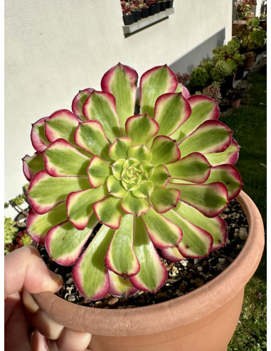 Aeonium Zhu Rong 14cm