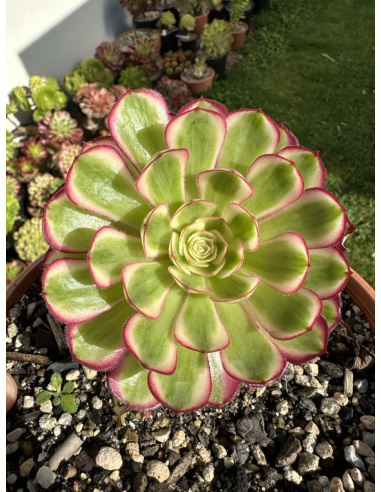 Aeonium white moonlight 10cm