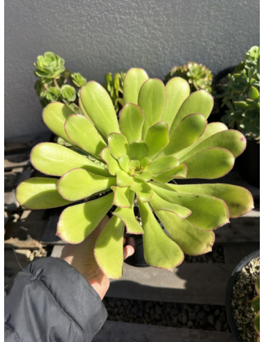 Aeonium Urbicum Var. Meridionale 30cm