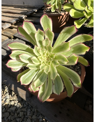 Aeonium Fairy Ink 17cm