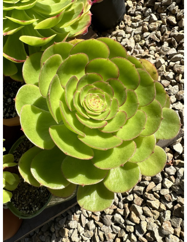 Aeonium Madeira Rose 18cm +1 rejet