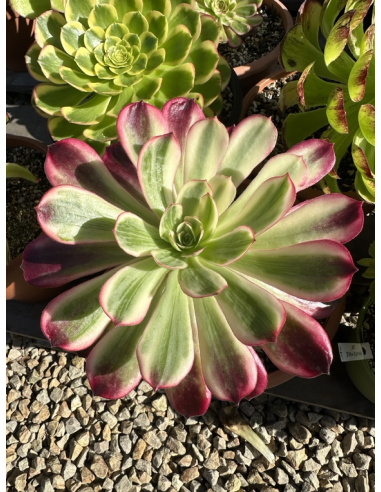 Aeonium Wedding Dress 20cm