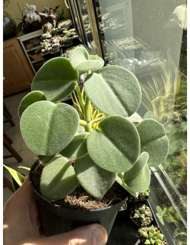 Peperomia Incana