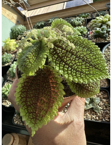 Pilea Involucrata "moon valley"