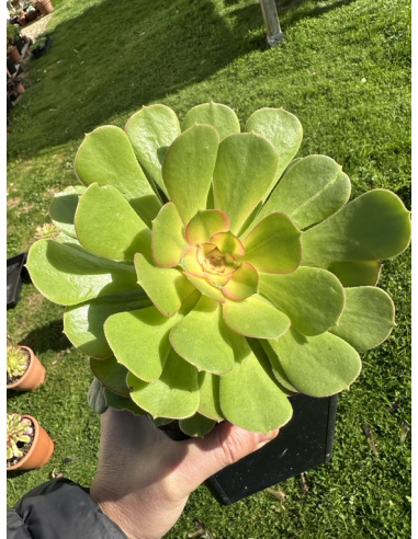 Aeonium Athena 17cm + 3 Rejets