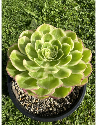 Aeonium Lotus Flower cluster