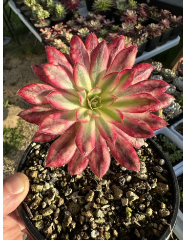 Aeonium Suzaku (petite rosette)