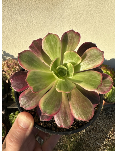 Aeonium Aurora 13cm