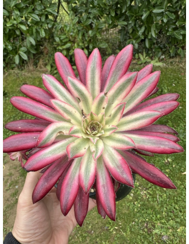 Aeonium Suzaku (pour Ny)