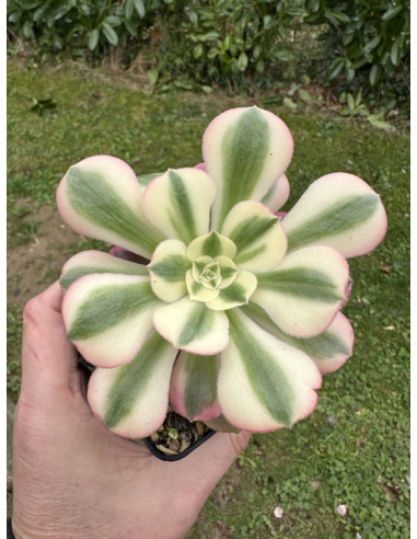 Aeonium Pink Witch (pour Sophie)