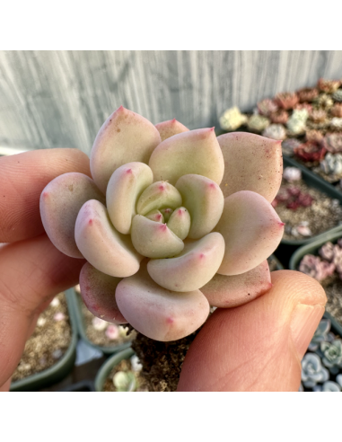 Echeveria Tolimanensis x Monroe