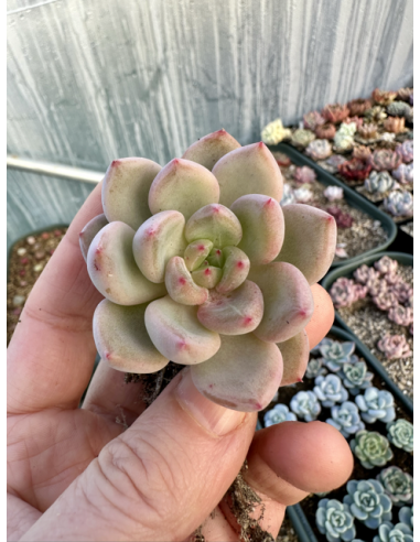 Echeveria Tolimanensis x Monroe