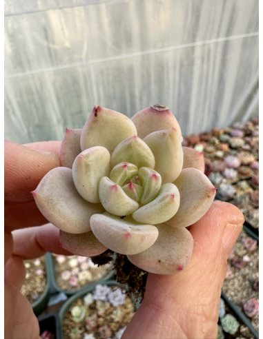 Echeveria Tolimanensis x Monroe