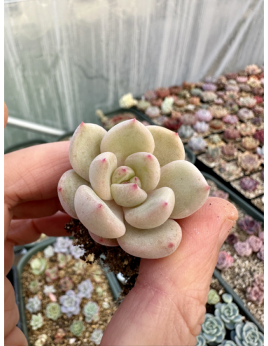 Echeveria Tolimanensis x Monroe