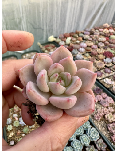 Echeveria Tolimanensis x Monroe