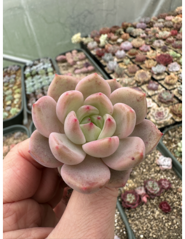 Echeveria Tolimanensis x Laui