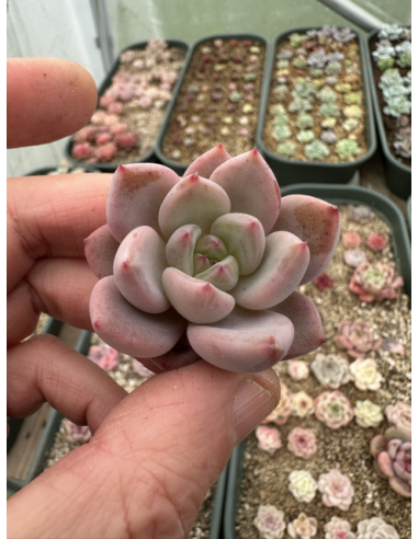 Echeveria Tolimanensis x Laui