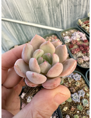 Echeveria Tolimanensis x Laui