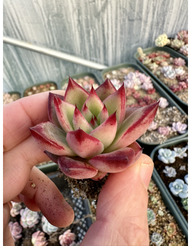 Echeveria Rubin x Colorata