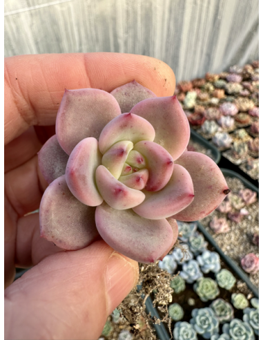 Echeveria Monroe x Rubin