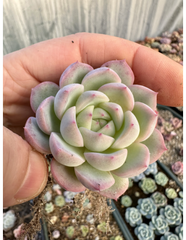 Echeveria Monroe Hybride SP