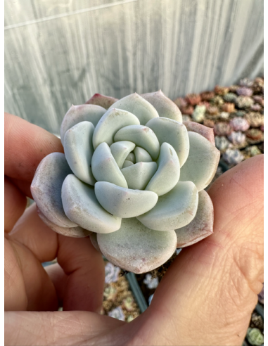 Echeveria Monroe x Albicans