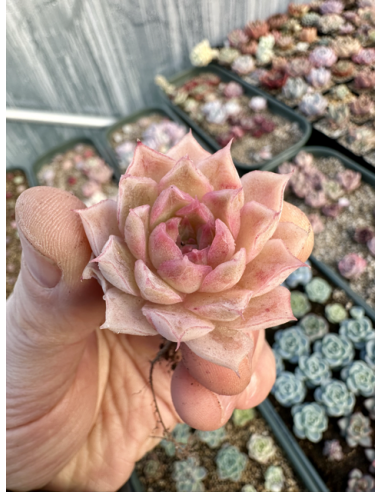 Echeveria Rubin hybride SP