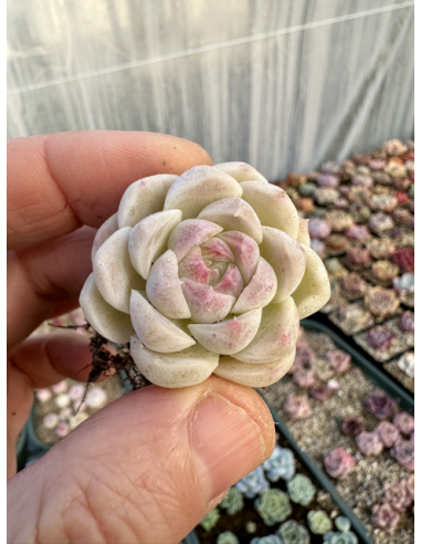 Echeveria Chihuahuaensis x Albicans