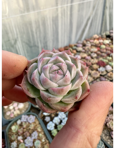 Echeveria Chihuahuaensis x Albicans