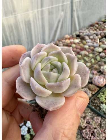 Echeveria Monroe Hybride SP