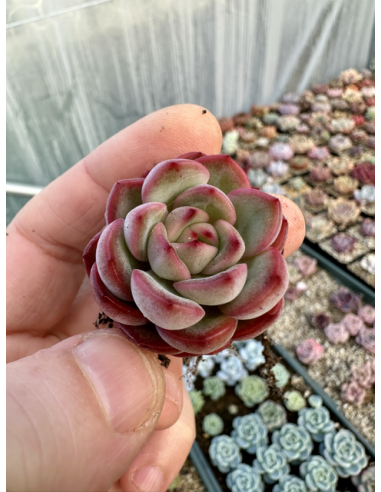 Echeveria Pulidonis x Monroe