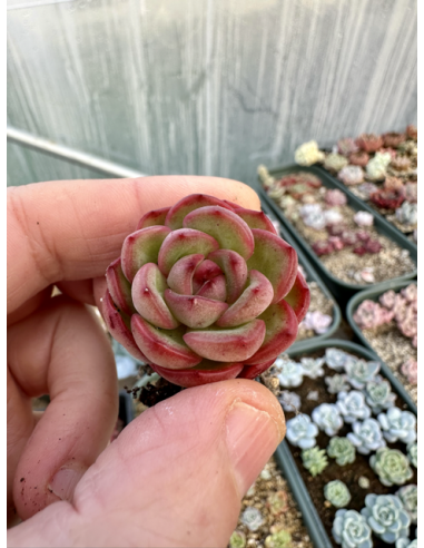 Echeveria Pulidonis x Monroe