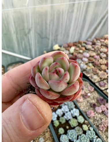 Echeveria Pulidonis x Monroe