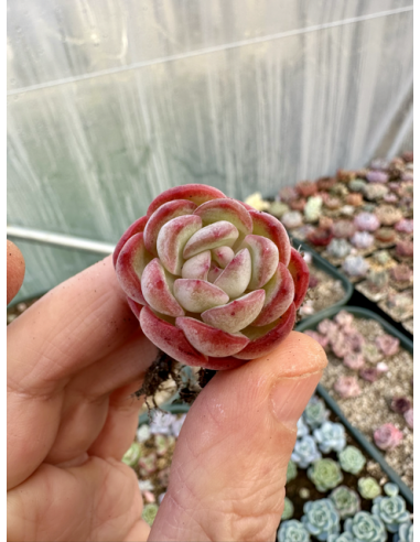 Echeveria Pulidonis x Monroe