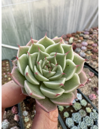 Echeveria Silver Hay