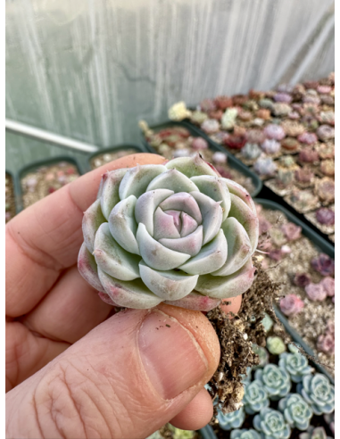 Echeveria Chihuahuaensis x Albicans