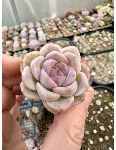 Echeveria Chihuahuaensis x Albicans