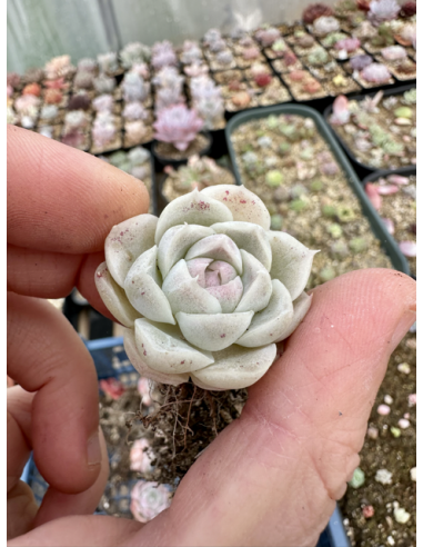 Echeveria Chihuahuaensis x Albicans