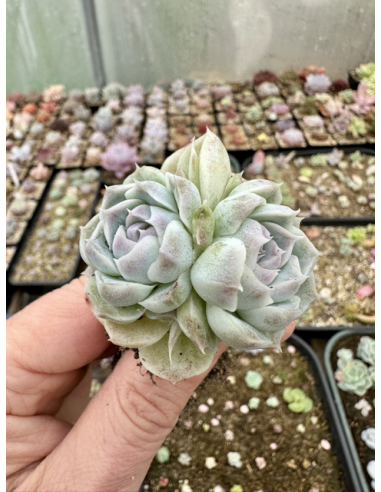 Echeveria Chihuahuaensis x Albicans