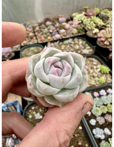 Echeveria Chihuahuaensis x Albicans