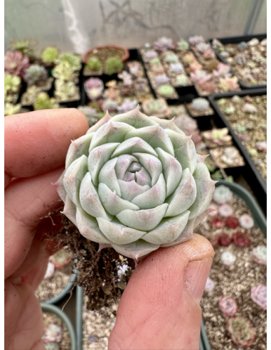 Echeveria Chihuahuaensis x Albicans