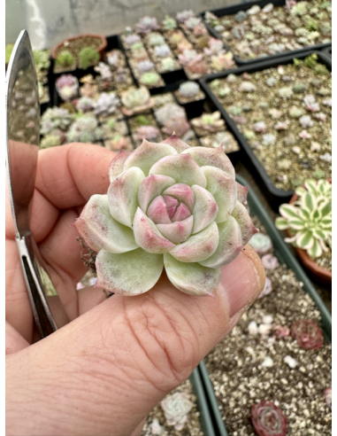 Echeveria Chihuahuaensis x Albicans