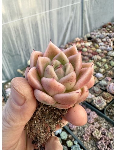 Pachyveria SP